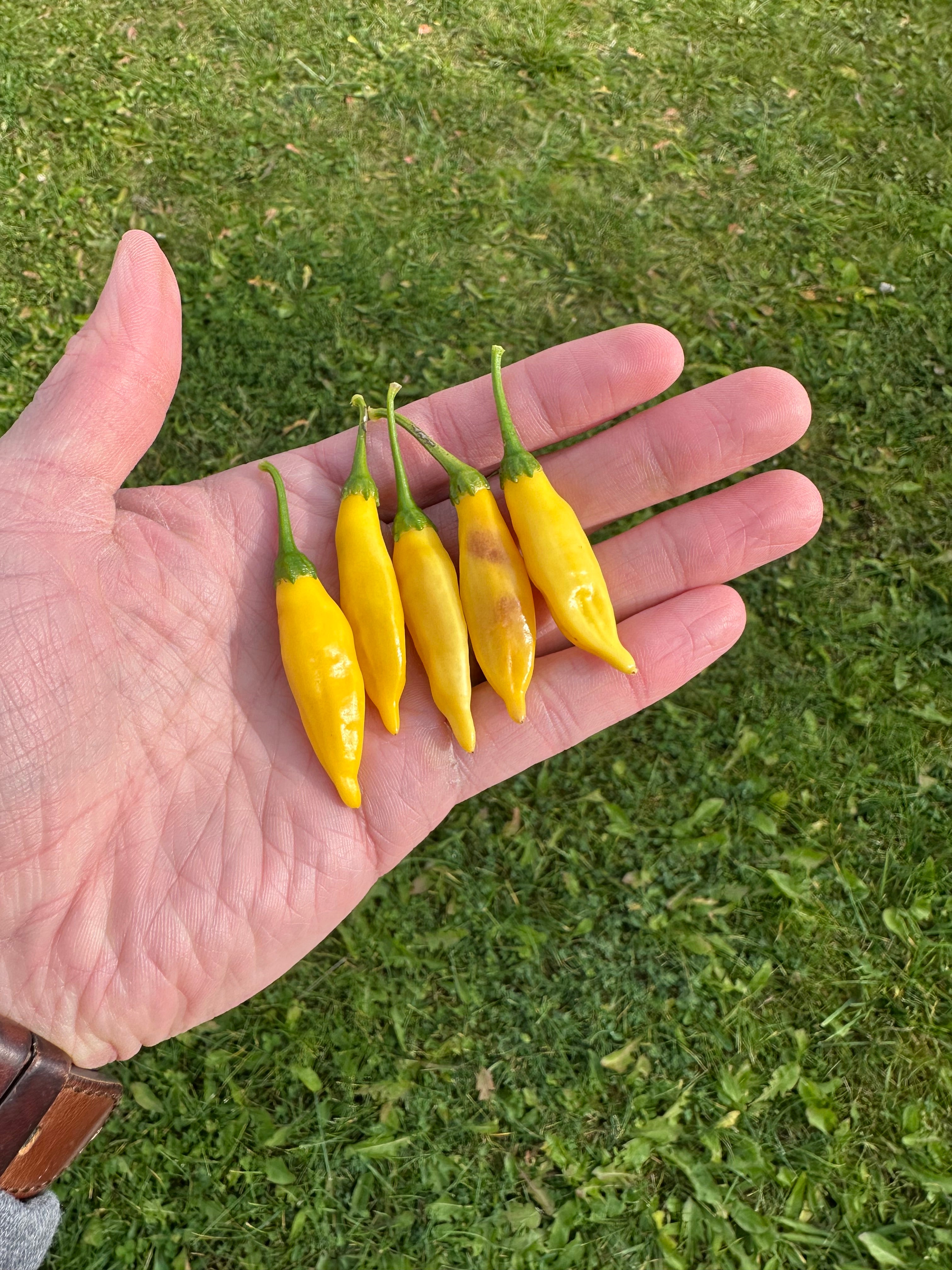 aji-pineapple-pepper-ranger